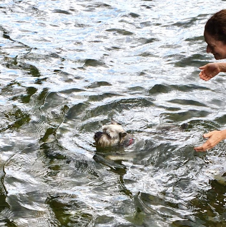 oscar's first swim in lake winnipesaukee