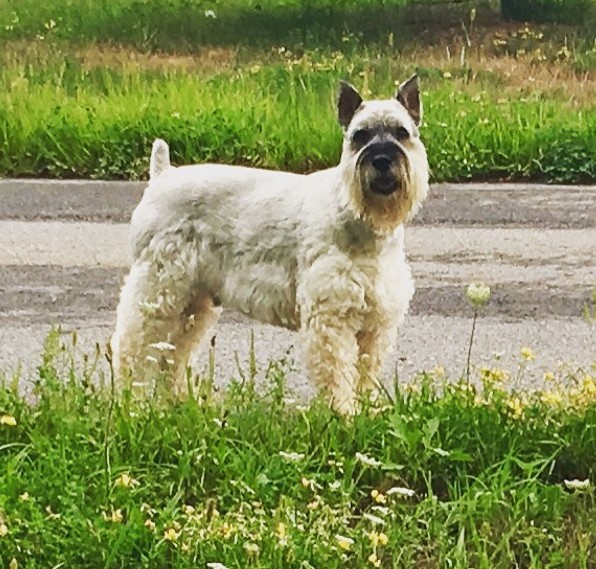 my diabetic dog oscar playing outside