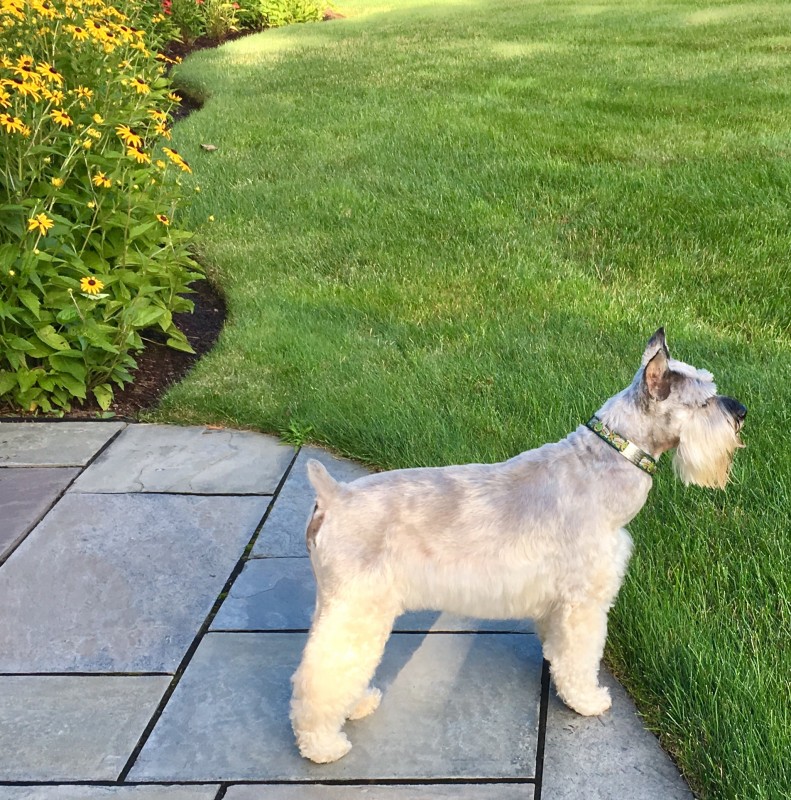 Oscar following his groom from Happy Tails Andover