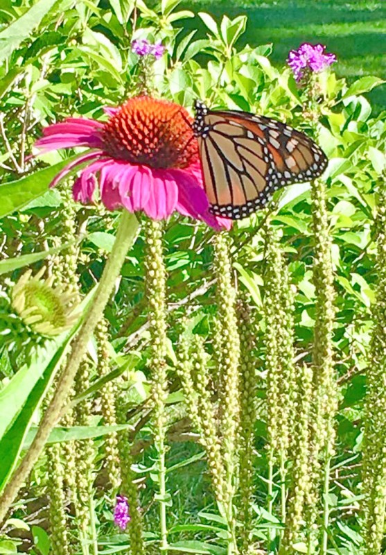 butterfly taken this summer